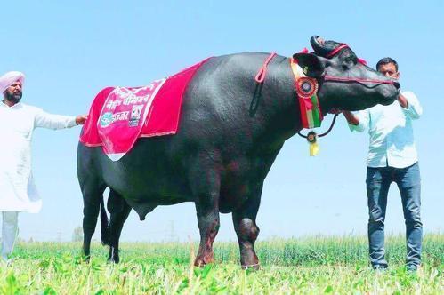 大街小巷|印度不吃牛,那大街小巷的,横穿马路的牛都怎么处理了?
