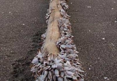 枯木|女子在海边发现一枯木,走近一看欣喜若狂!这海鲜1斤800元!