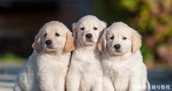 哈士奇|哈士奇的血脉到底有多恐怖？看完笑死了，原来这么好玩