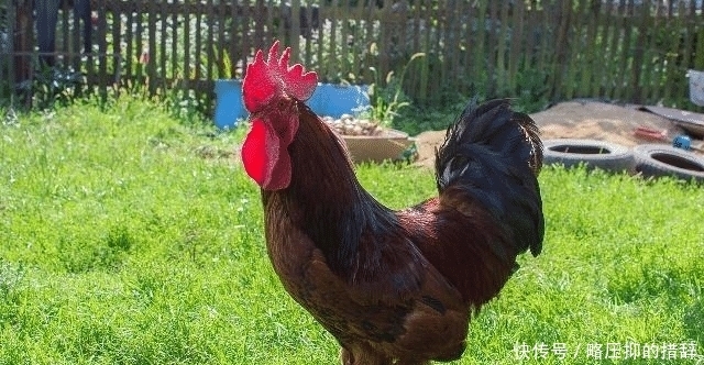 鸡的寿命是多长?猪、狗、牛、鹅不杀又