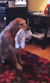 训练|主人用袜子训练金毛接物,3分钟后狗子怒了:你jio踩屎了吧!