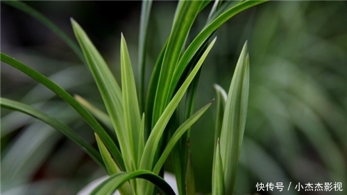 专家|为啥洒水车一直无限循环播放《兰花草》这首歌?专家的回复亮了
