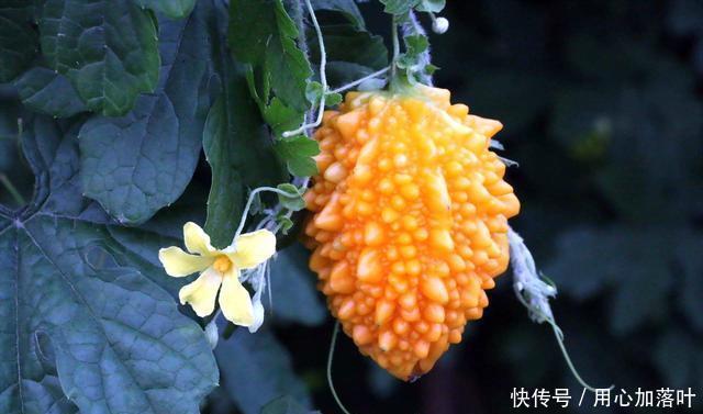 院子|以前院子里常种的一种水果,形似苦瓜瓜瓤鲜红,农村小孩都吃过