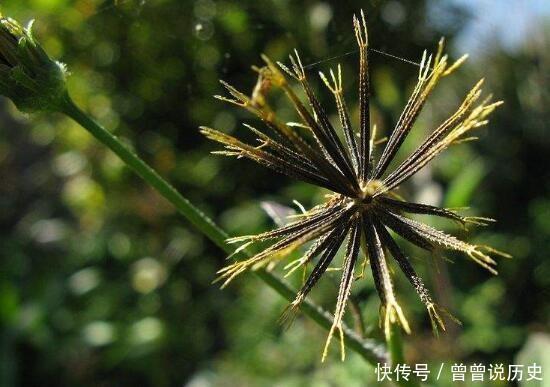  小时候|小时候总黏在身上的草，长大了才知道原来是一种药材