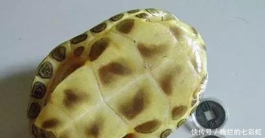 乌龟|文玩人“盘”活乌龟,还能“挂瓷”你能接受吗?