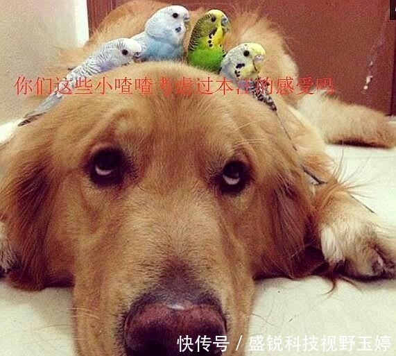 岔气|被金毛带大的小鸟, 主人临时出门让金毛照顾, 回来时看到笑岔气