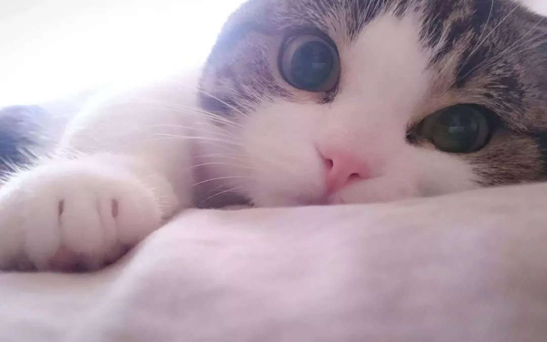  哥斯拉|要是小猫咪突然变成了庞然大物，这个世界会是什么样的