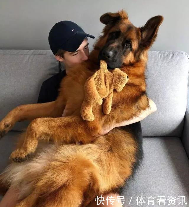 简直|2岁还没有立耳的德牧,这反差简直太萌了!