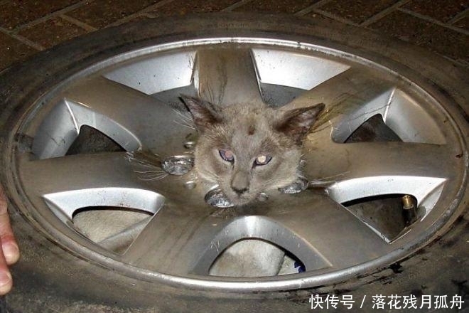  陷入|直击: 陷入各种“困境”的动物奇葩瞬间