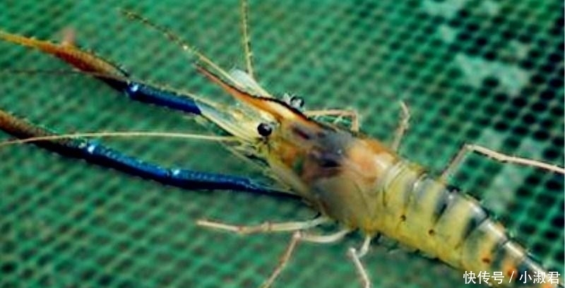 误认|它被误认成“河虾”, 泛滥成灾却没人吃, 网友: 太可惜了!