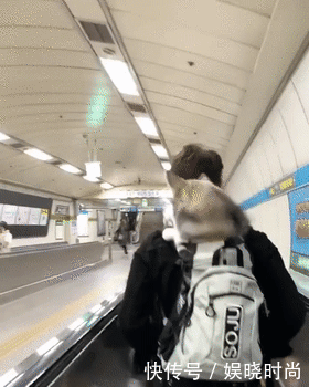 地铁|带狗上地铁会发生什么事情?狗子:我可爱了,也被撸秃了