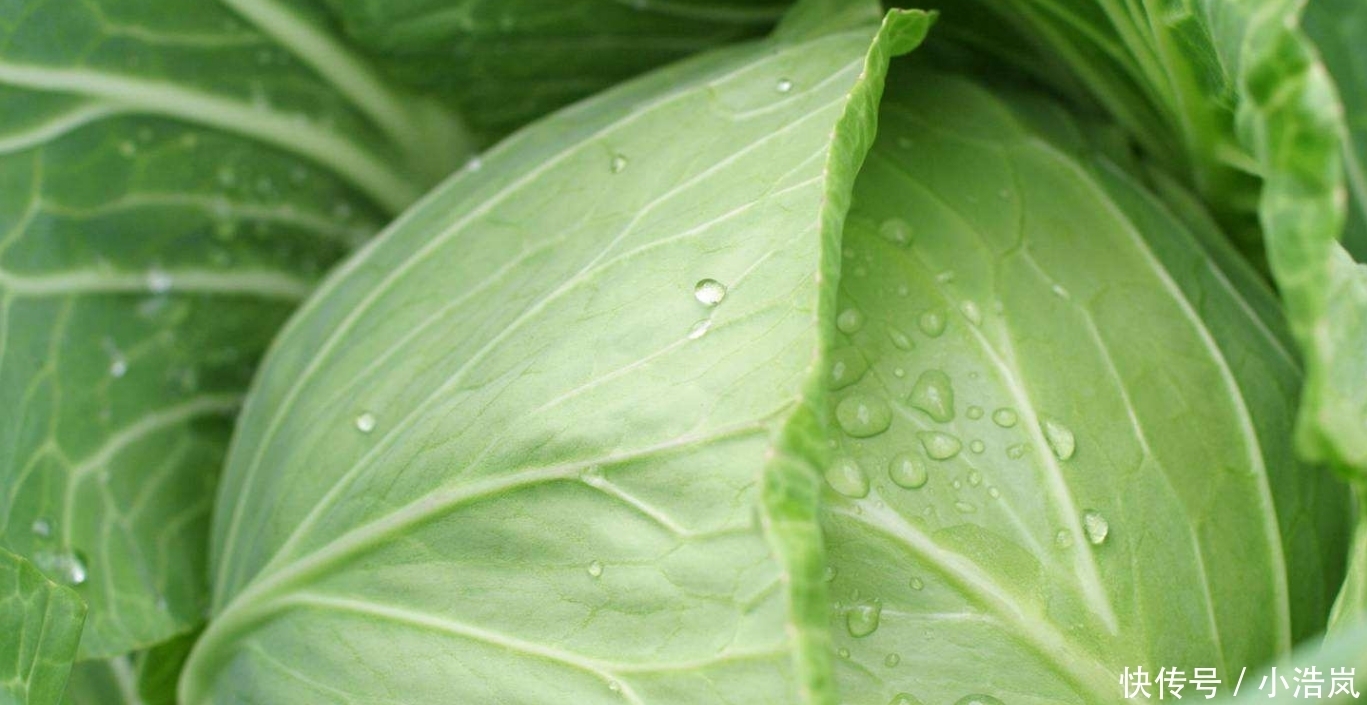  备食材如下|包菜最好吃的5种做法，每种都简单美味，看看你爱吃哪种？