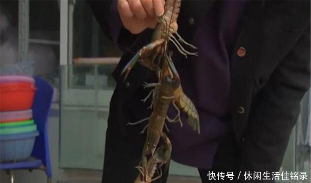 混养|水池中混养龙虾,学会这几招,不赚钱都不行