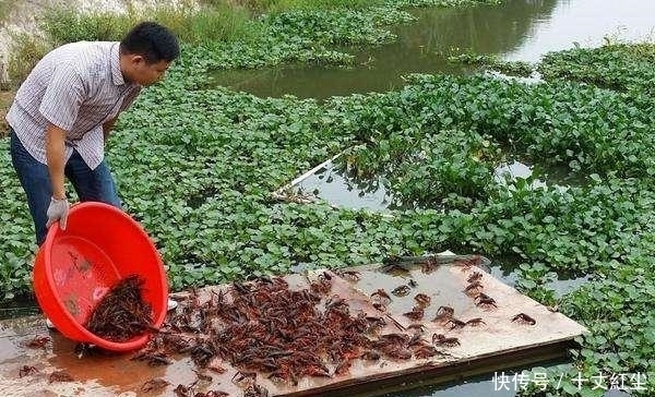 头疼|中国人终于头疼了!由于数量过多,不得不开着挖掘机“铲掉”