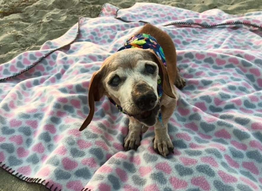  去世|寒心主人去世未久，18岁老狗被家人赶走，一张合照暖了众人心