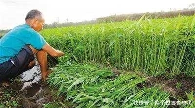 中国|这种“菜”中国不稀罕,在美国却卖到断货,甚至比肉还要贵!