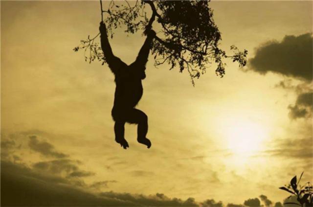  哺乳动物|地球上原本没有人，那第一个人是怎么出现的