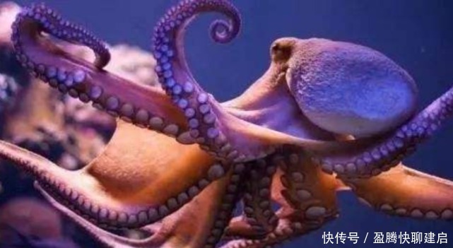 粉碎机|老外在粉碎机里放章鱼,30秒后场面失控,章鱼:我做错了什么?