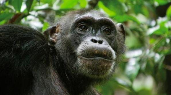 人类|黑猩猩与人类婴儿一同长大,以为自己是人类,后来变成什么样了