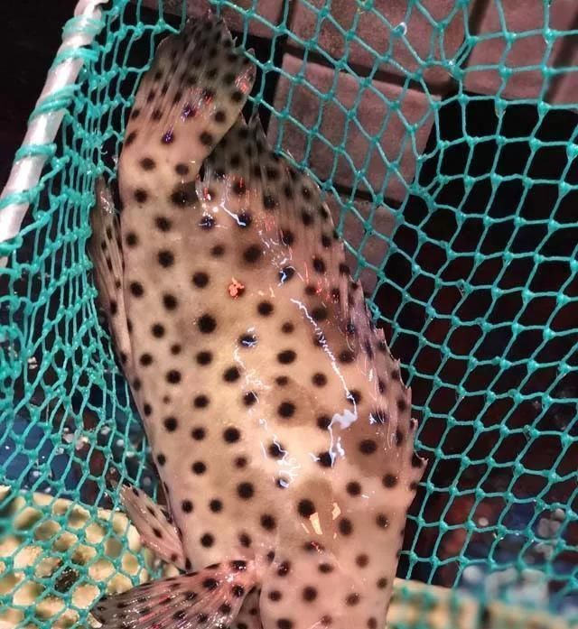 海鲜|世界上65种珍奇海鲜,贝爷都不敢说全部吃过,你吃过几种