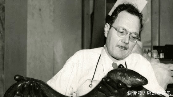  食人鱼|亚马逊河横着走的顶级杀手，食人鱼躲着走，鳄鱼只能选择同归于尽