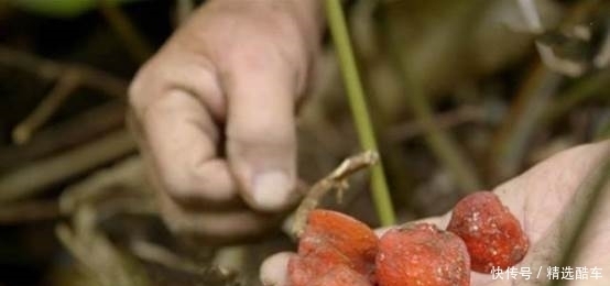种水果|世界上最甜的水果,没人敢直接吃它,甜度是食糖的30000倍!