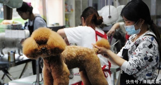 宠物店|为什么狗狗害怕去“宠物店”原因有5个！