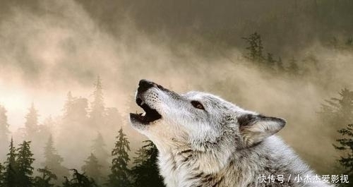 内脏|为什么有人说野外遇狼带上一包盐就可以救自己?