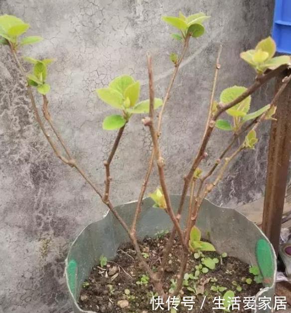 叶子|猕猴桃种子扔土里,7天变身毛茸茸叶子盆栽,开心!