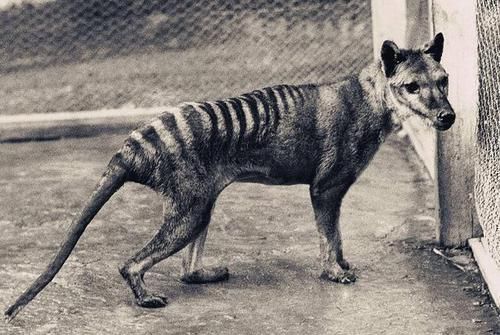 上榜|探索神奇的世界世界10大灭绝动物，霸王龙和渡渡鸟上榜，你认识几个