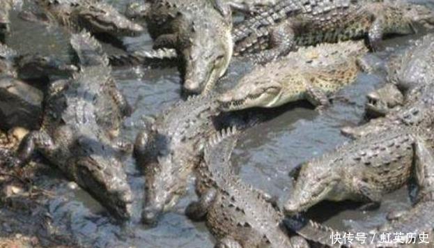 英国|英军层层部署,日本不战而败,900人几无生还,鳄鱼为何先下毒口