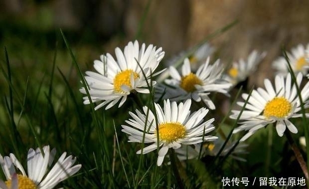 双子座|九月桃花满枝头,邂逅真爱,拥抱爱情,甜蜜度过余生的星座