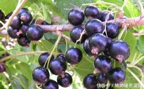 肚子|入秋后此果多吃,肚子平了、色斑没了!女人想留住容颜,可以试试