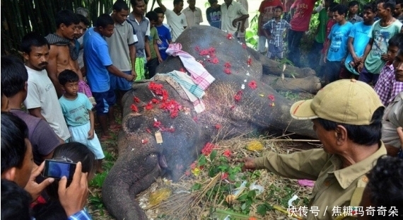 动物|在野外看到了两具倒下的动物尸体,死亡原因让人感动流泪