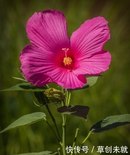 爱情|7月底衰运赶走，风生水起，事业爱情双丰收的4大生肖！