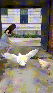 GIF|搞笑GIF：我怎么说晚上突然就黑了呢，原来是跑你这来了