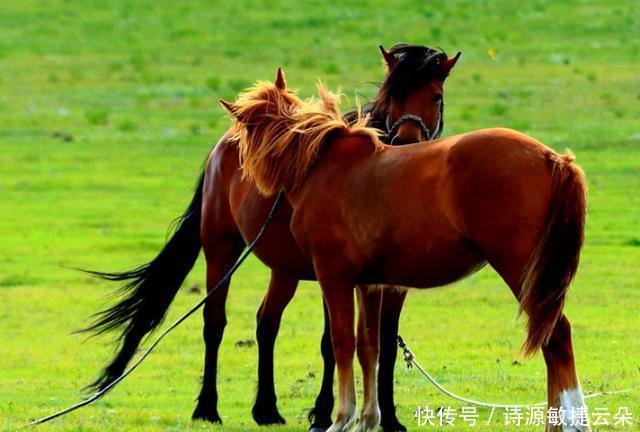 猪肉|有吃猪肉,羊肉,牛肉,为啥没人吃马肉看后才知,原因很真实