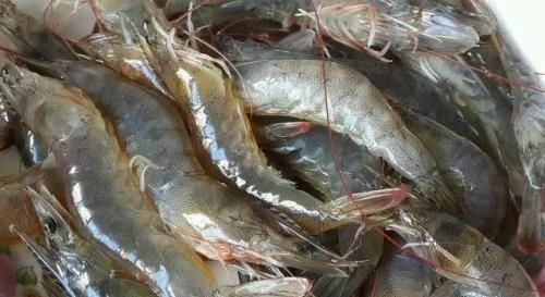 大虾|白水煮虾,直接煮真是大错特错,谨记这3个诀窍,大虾鲜嫩没腥味