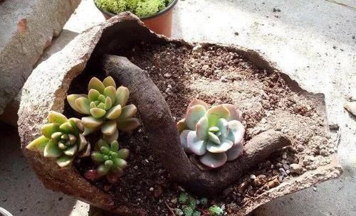 个个|他用菜坛子养多肉,1分不花又好看,个个壮得像白菜