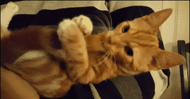 帽子|搞笑GIF趣图:哥们,这帽子不错,最关键是女友送的!