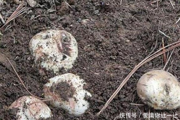 松针草堆|大爷在草堆里发现一堆“白色石头”，仔细辨认后，笑得合不拢嘴