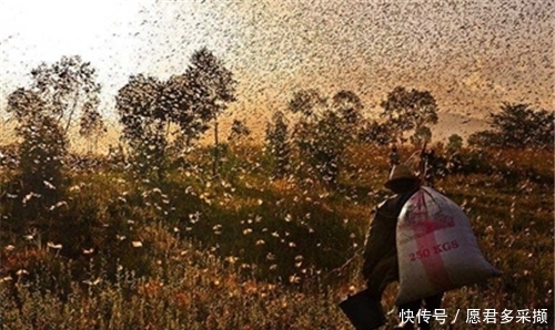条件|古代发生蝗灾,灾民为何宁可挨饿也不抓蝗虫吃?灾民:想吃但不能