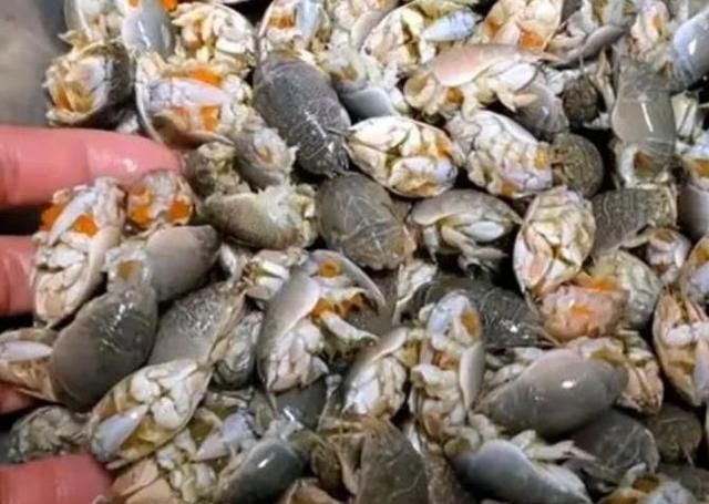 误认为|误认为是“虾”,花150块买了5斤回家,煮完一吃,老公说咱们赚了