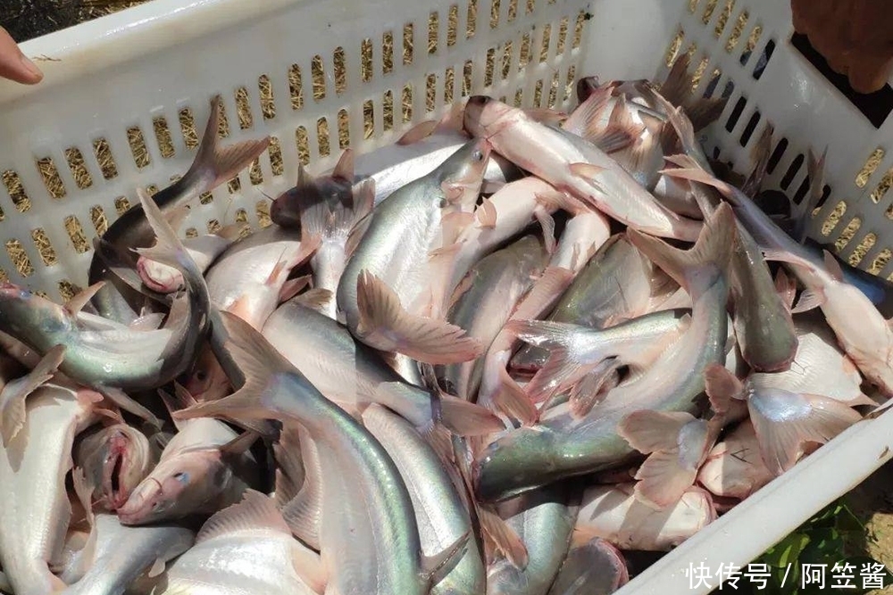 能长|原产湄公河,2年能长4斤,常冒充高价海鱼,国内已大量养殖