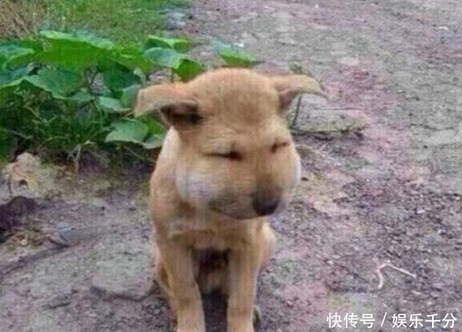 惨叫声|主人在房间听到院子里狗狗的惨叫声,着急出去一看笑到泪崩