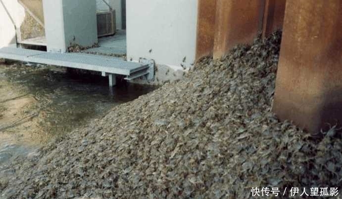 商量|德国大闸蟹泛滥, 网友笑称: 只要价钱好, 一切都好商量