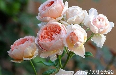 新手|5种月季花，号称开花机器，几乎不生病，新手也会养