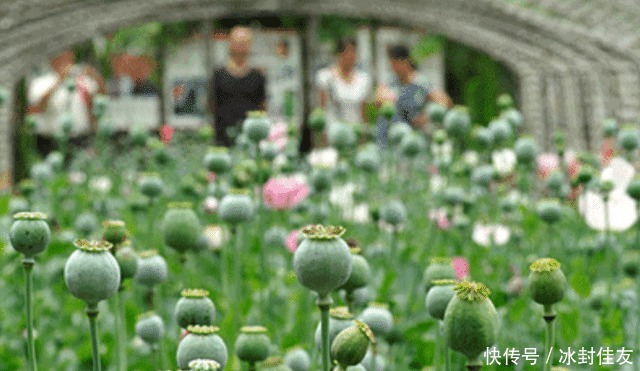  唯一|亚洲唯一“罂粟”合法种植基地，武警24小时看守，外人不可靠近