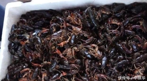 大叔|大叔街边卖“海鲜”,60元一斤,以为是龙虾,看清后我包下5斤