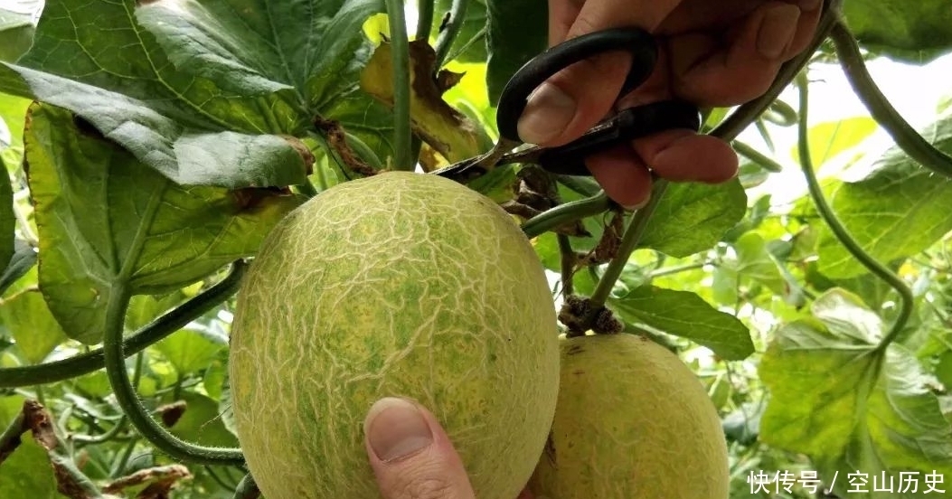 鄯善瓜|康熙帝的一个错称,成就一水果名字,到现在还被叫错
